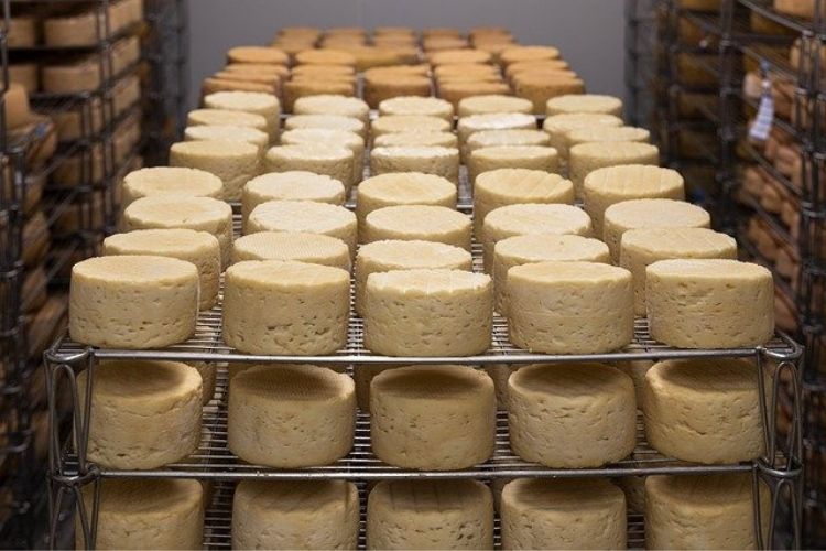 Italian Worm Cheese and Culture Shock