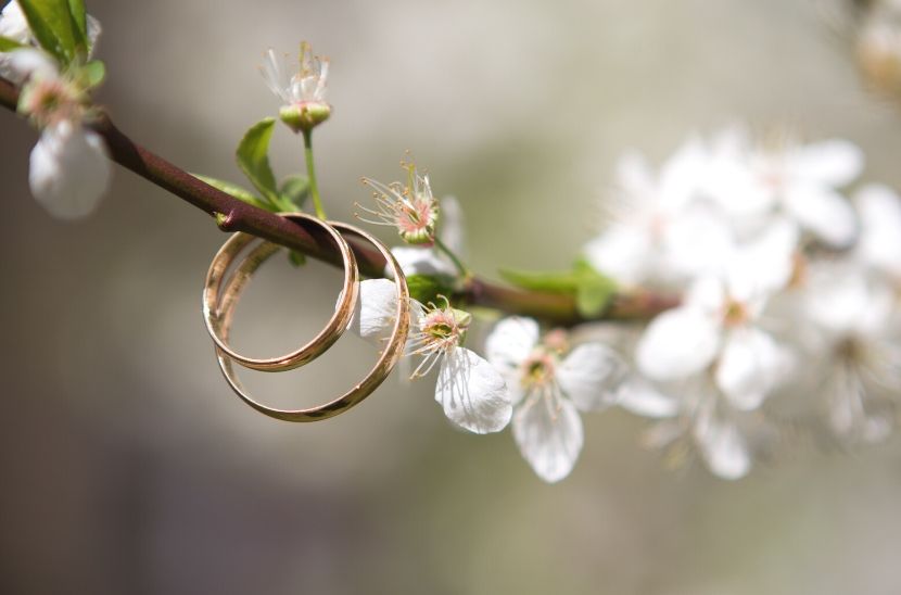 The Wedding of the Trees (Video)