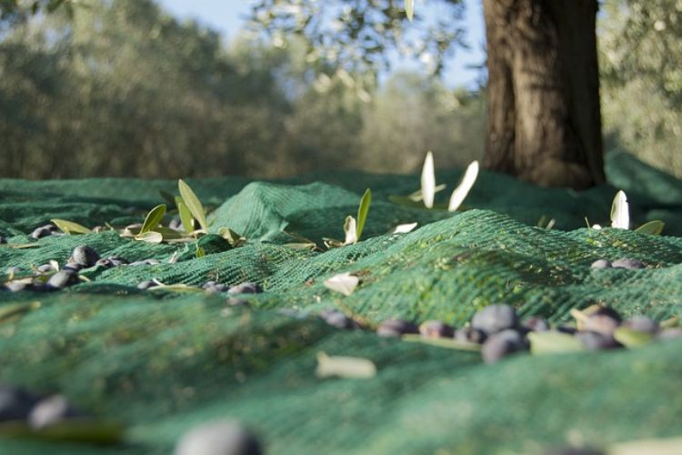 Italy’s Autumn Harvest