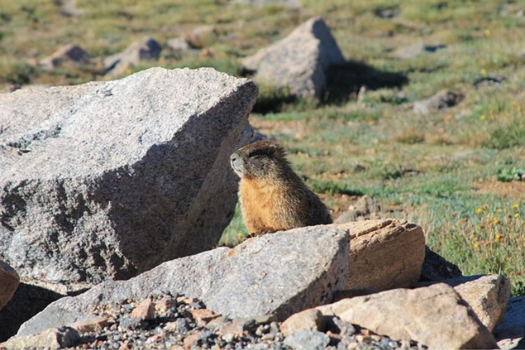 Groundhog Day in Italy [And Candlemas]