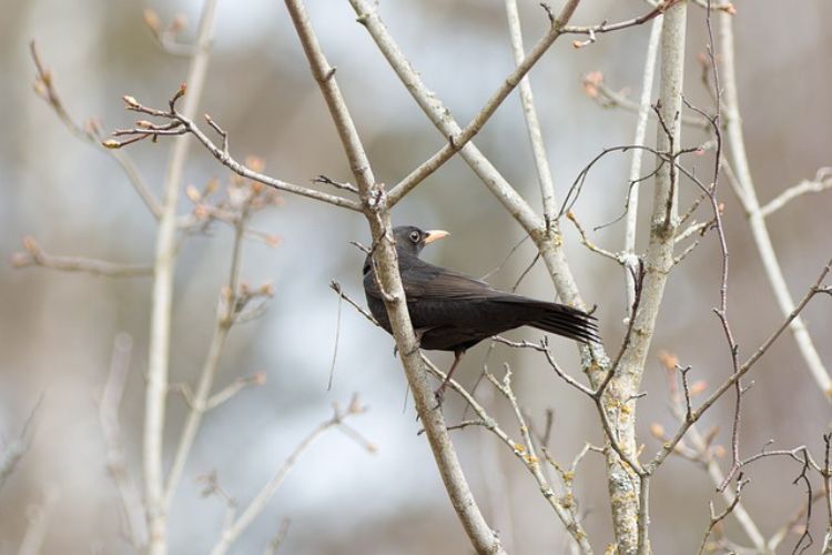 The Days of the Blackbird: An Italian Legend